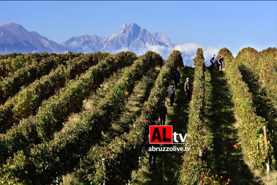 Vendemmia 2024. 'In Abruzzo buona la qualità ma calo di produzione'