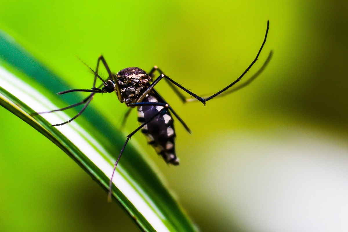 Ad Ortona altri due casi di Dengue