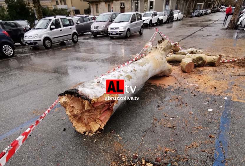 Lanciano. Camion abbatte albero in piazza della Vittoria