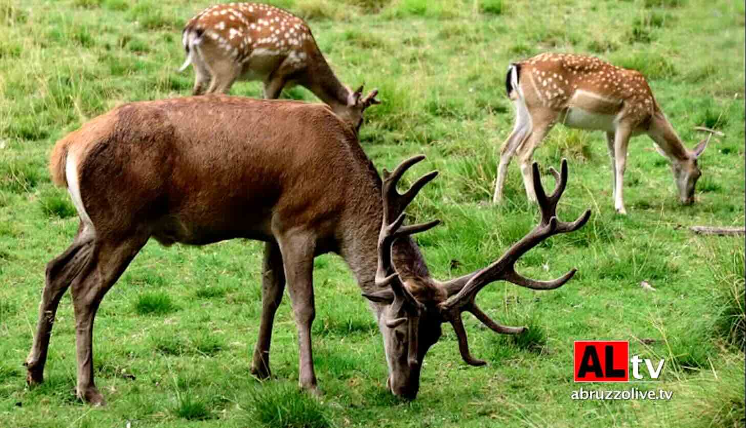 Caccia. In Abruzzo paghi 50 euro e puoi uccidere un cucciolo di cervo