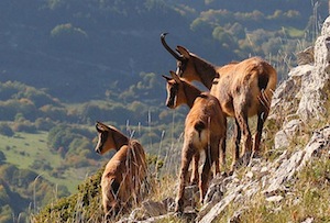 Nel Parco della Majella nascono oltre 200 camosci all'anno