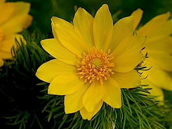 Parco nazionale Gran Sasso: torna a fiorire il rarissimo Adonis vernalis