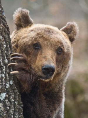 Il 'gene buono' dell'orso marsicano. Ecco perche' questo plantigrado non e' aggressivo