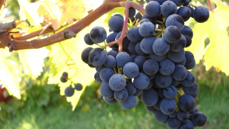 Il Montepulciano d'Abruzzo riconosciuto marchio collettivo nazionale. Vinta diatriba con vino toscano