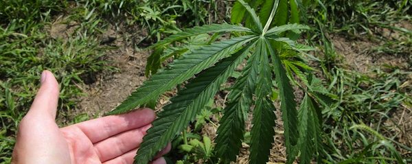 Mozzagrogna. Scoperta piantagione di cannabis che avrebbe fruttato circa un milione