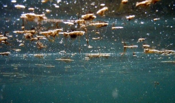 Costa dei trabocchi. 'In alcuni punti il caldo fa sviluppare alga tossica'