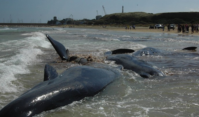 Vasto. Domani si ricorda spiaggiamento capodogli e si fa il punto sulle microplastiche