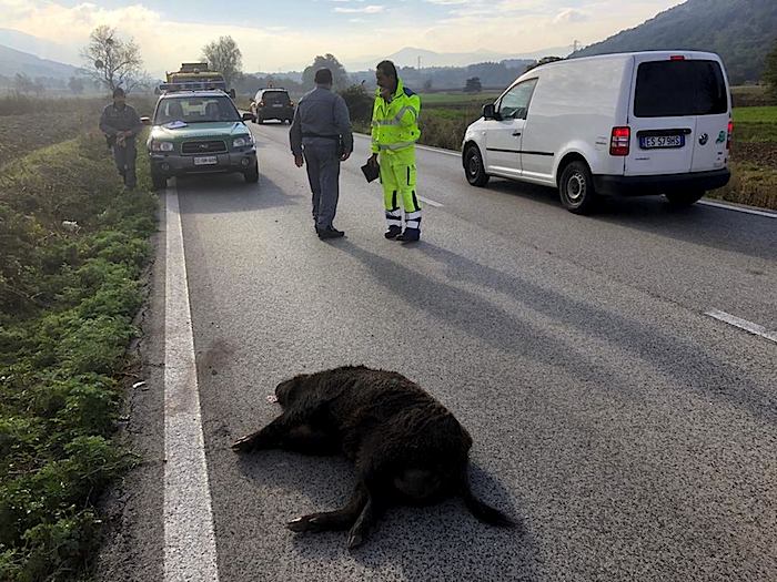 L'Aquila. Auto travolge cinghiale sulla statale 17