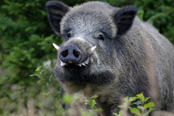 Doppietta ferita da cinghiale durante battuta di caccia in Val di Sangro