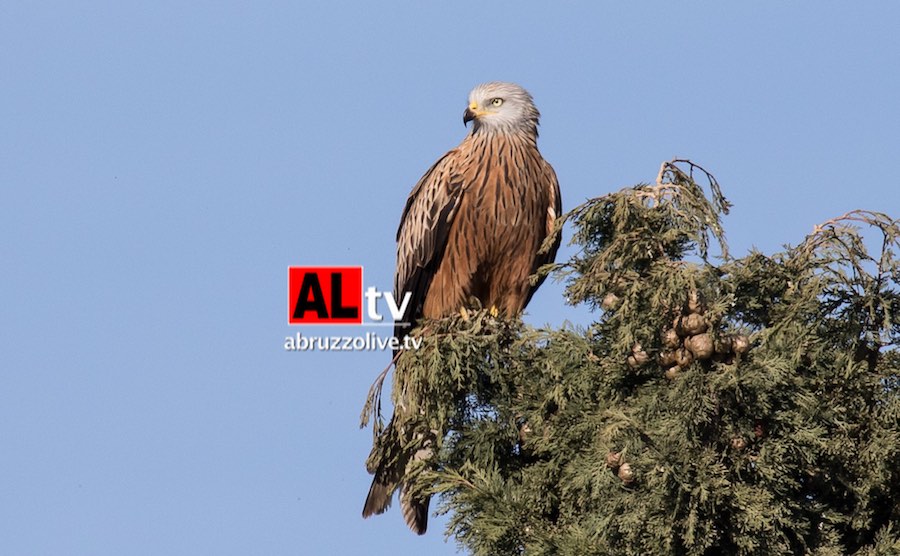 'Salvare il Centro di recupero animali selvatici di Pescara'