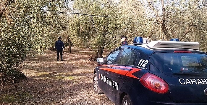 Torino di Sangro. Muore nei campi mentre raccoglie le olive