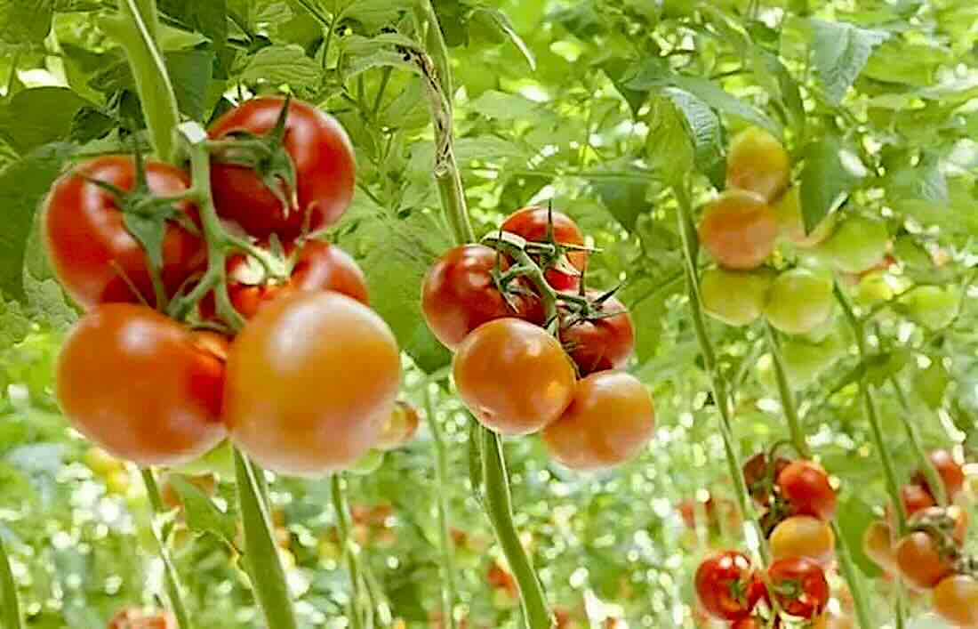 Emergenza idrica: agricoltura in ginocchio in Val di Sangro