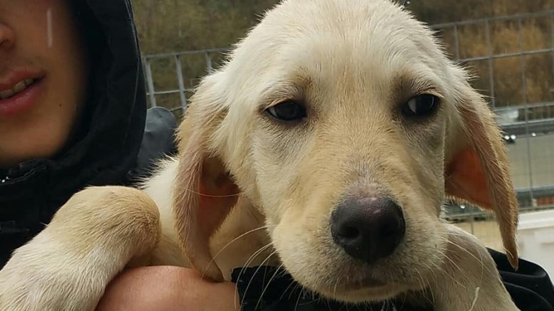 Canile Lanciano. 'Il Comune non eroga fondi da gennaio'. E i 5Stelle organizzano raccolta cibo e farmaci per gli animali