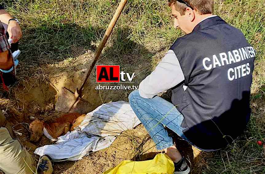 Montesilvano. Sequestrati pitbull: uno morto, due gravemente denutriti