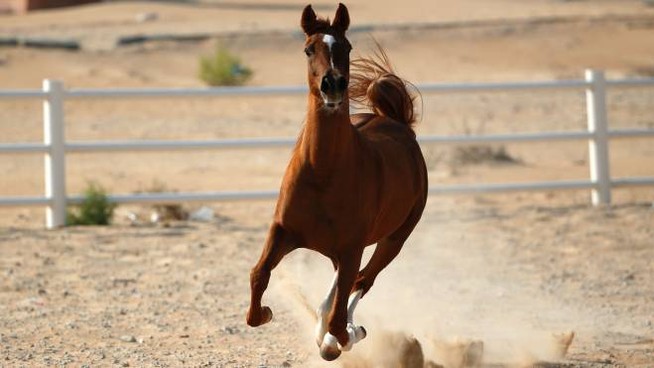 Drogava il cavallo per renderlo piu' competitivo. Denunciato allevatore del Chietino