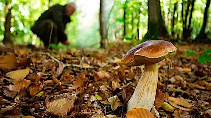 Doppio incidente in montagna nel Teramano. Cercavano funghi: due morti in due ore