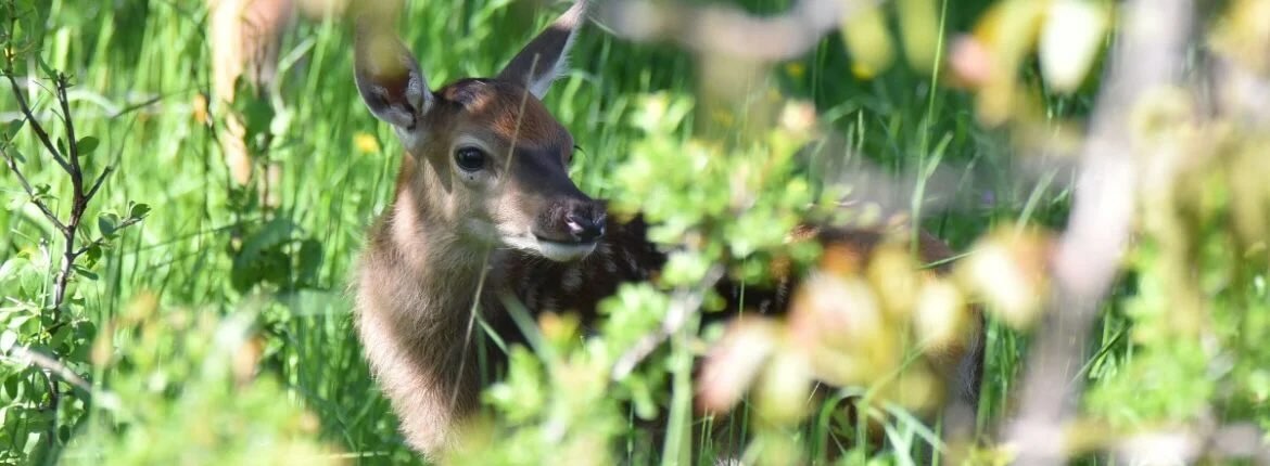 Il Consiglio di Stato sospende temporaneamente la caccia ai cervi in Abruzzo. Animalisti soddisfatti