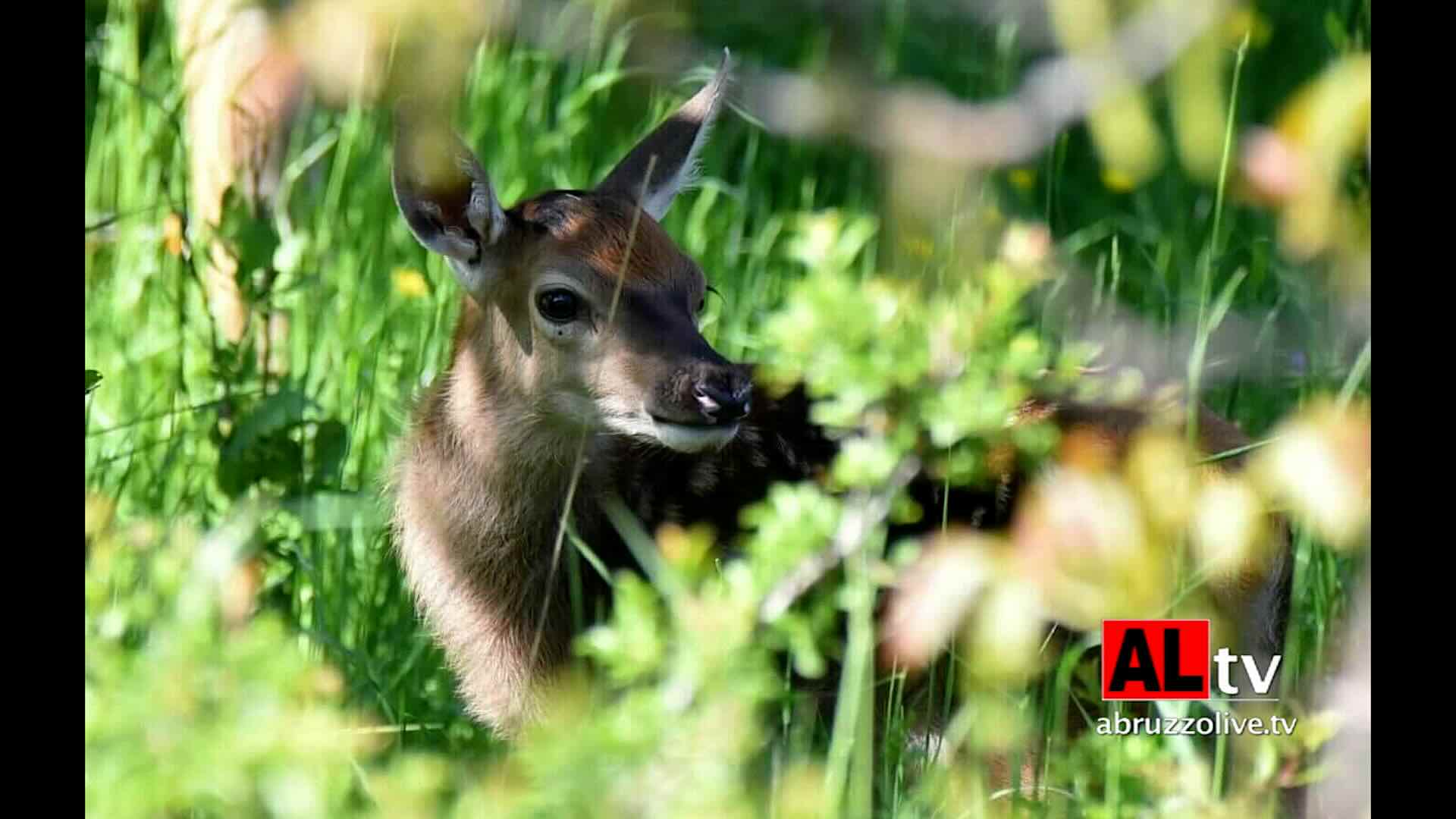 Centomila firme per salvare i cervi in Abruzzo. 'No a regione parco giochi per i cacciatori'