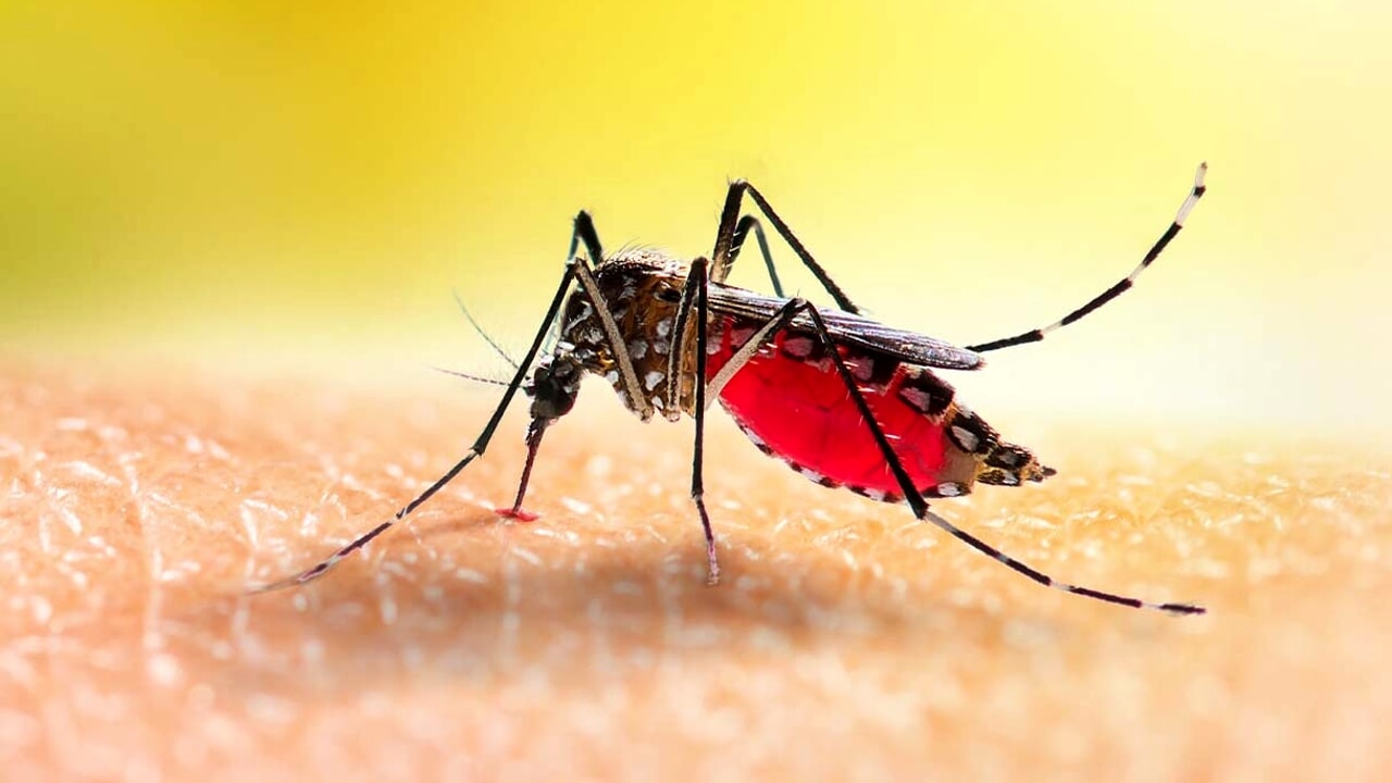 Ad Ortona altri tre casi di Dengue. Uno a Francavilla al Mare