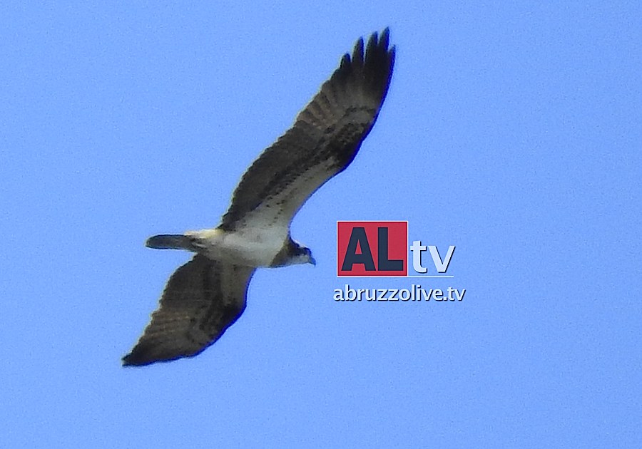 San Vito. Avvistato raro falco pescatore