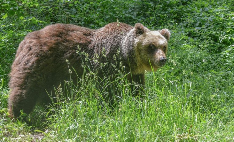 Atessa. 'Un orso in località Vallaspra': segnalazione ai carabinieri