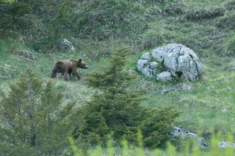 Peppina e gli altri... Ecco le attività svolte in un anno a tutela dell'orso marsicano