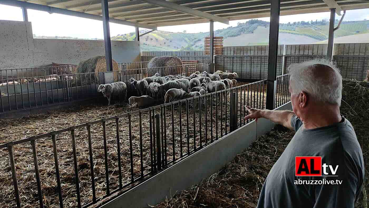 Attacco dei lupi, strage di pecore in fattoria a Sant'Eusanio del Sangro. 'Ora passo le notti in auto a fare la sentinella'