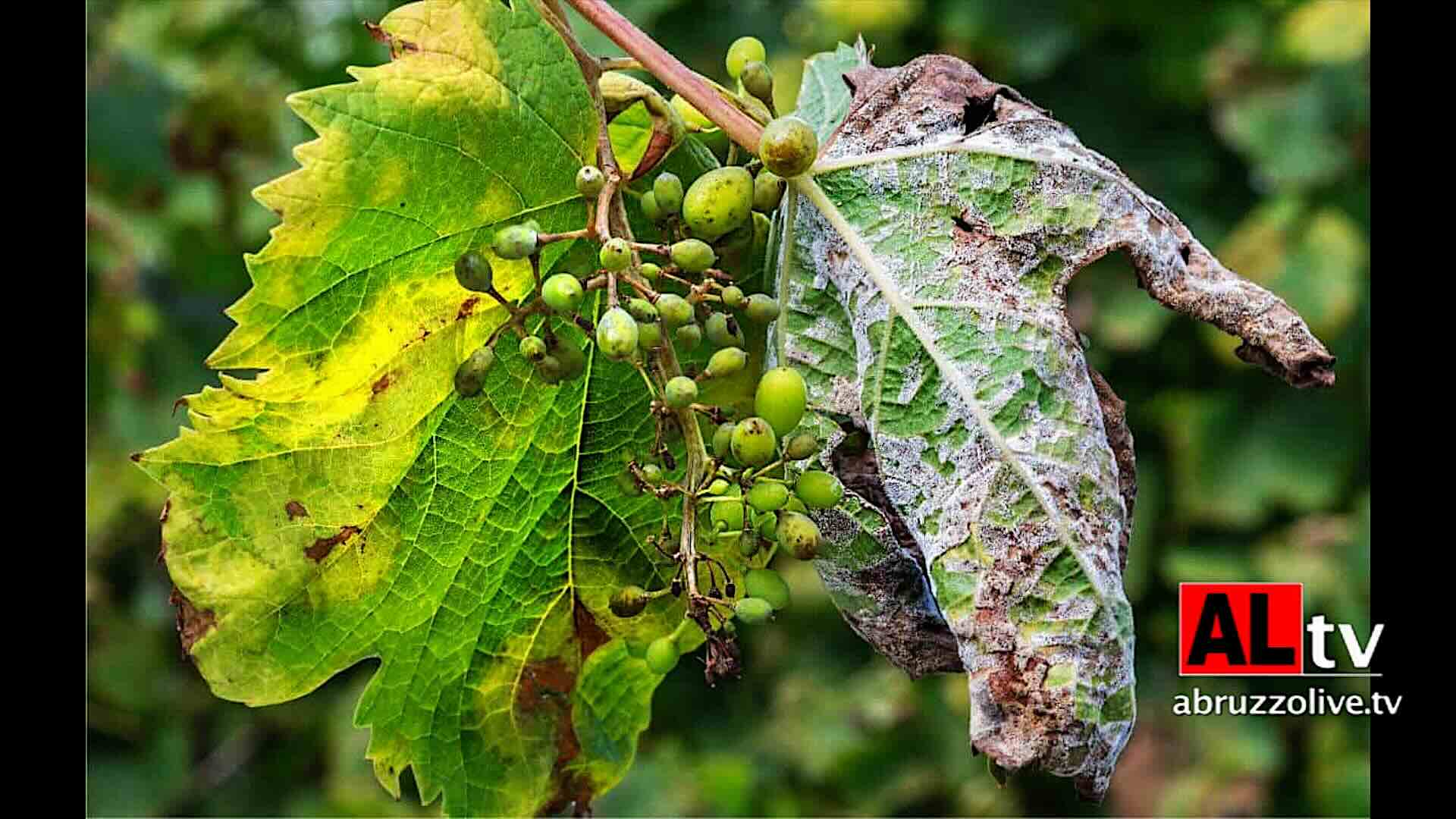 Vitivinicoltura e peronospora. Braccio di ferro di 113 sindaci d'Abruzzo: 'Risposte insoddisfacenti dalla Regione'