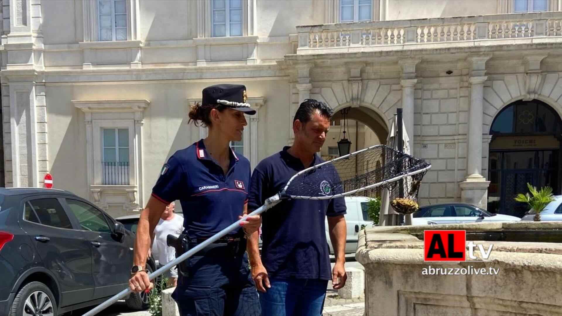 Tartarughe dalle orecchie gialle abbandonate in fontana nel centro storico dell'Aquila