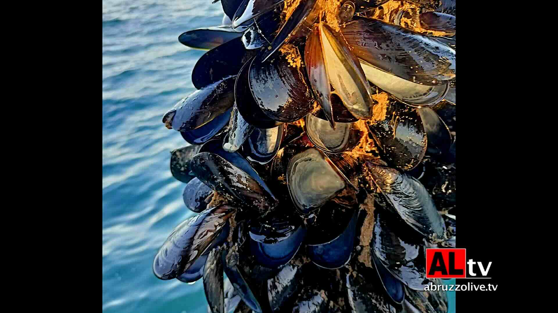 Morìa di cozze e molluschi negli allevamenti della Costa dei Trabocchi