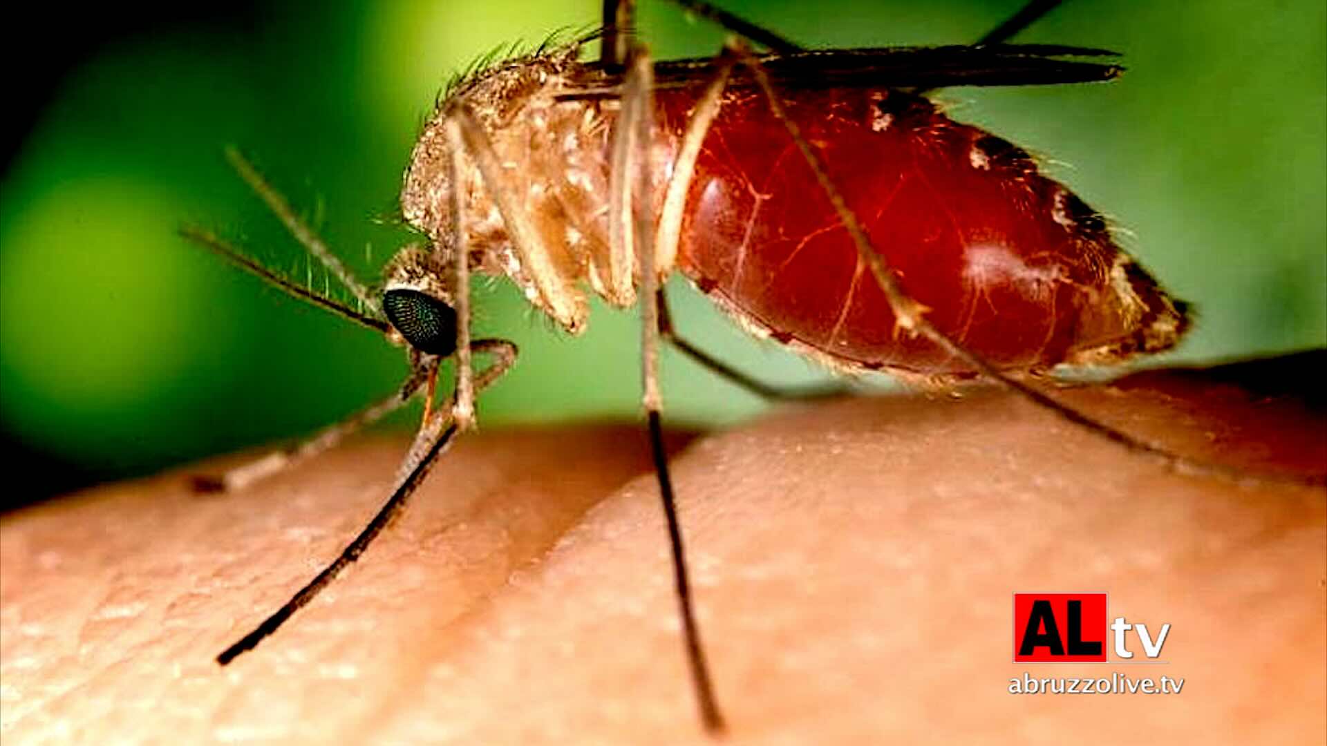 Virus West Nile, primo caso in Abruzzo. Un ricovero in ospedale. Allerta in provincia di Chieti